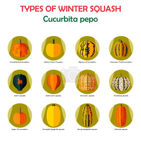 Set of icons with different types of winter squash. Cucurbita pepo. Cucurbitaceae. Fruits and vegetables. Isolated vector illustration. Flat style.
