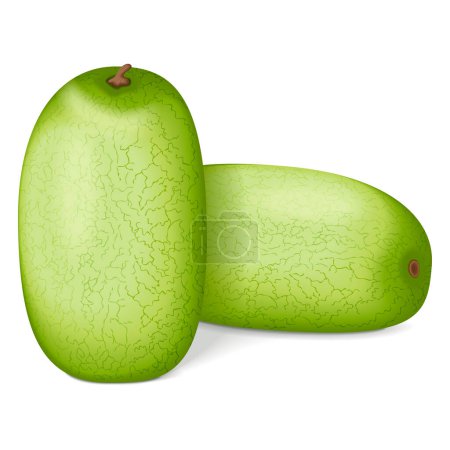 Group of Ali Baba Watermelon. Citrullus lanatus. Fruits and vegetables. Isolated vector illustration.