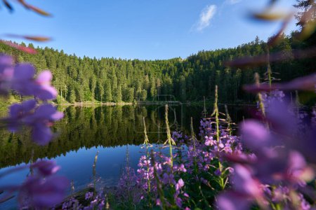 Foto de Lago (Mummelsee) en la Selva Negra temprano en la mañana. Árboles reflejados en el agua. Flor púrpura (Epilobium angustifolium) en primer plano. Profundidad de campo superficial. Alemania, Hornisgrinde. - Imagen libre de derechos