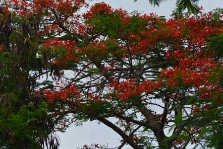 Téléchargez les photos : Photo de fond de beaux arbres et fleurs en floraison en saison tropicale - en image libre de droit