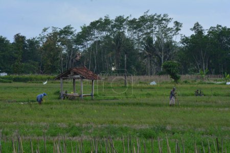Téléchargez les photos : Photo des agriculteurs après s'être reposés dans une cabane de rizière - en image libre de droit
