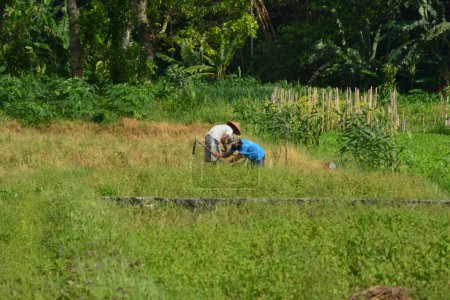 Téléchargez les photos : Photo de fond d'un agriculteur appliquant de l'engrais aux plantes - en image libre de droit