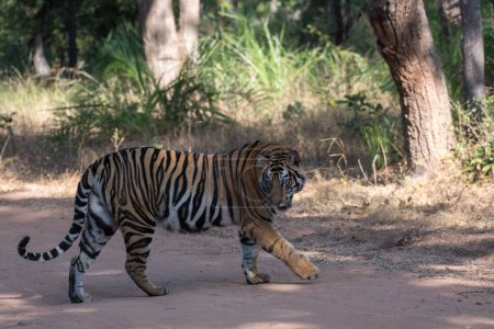 Foto de Royal Bengal Tiger in the woods with use of selective focus - Imagen libre de derechos