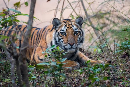 Foto de Royal Bengal Tiger in the woods with use of selective focus - Imagen libre de derechos