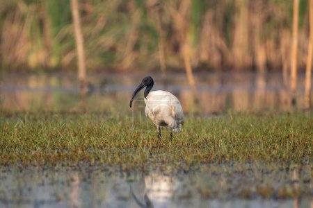 Photo for Black headed Ibis bird with use of selective focus - Royalty Free Image