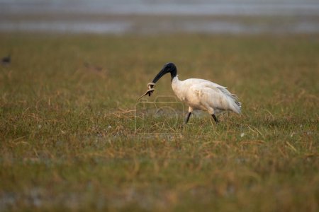 Photo for Black headed ibis bird preying on a snake with use of selective focus - Royalty Free Image