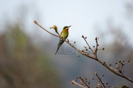 Téléchargez les photos : Oiseau mangeur d'abeilles vertes reposant sur une branche - en image libre de droit