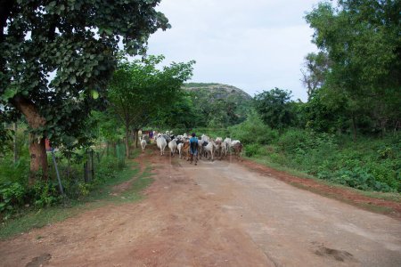 Téléchargez les photos : Berger de l'ouest du Bengale rendant son bétail dans la soirée - en image libre de droit