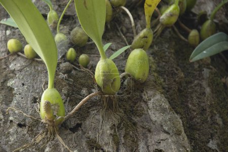 Coelogyne nitida est une espèce d'orchidée du genre Coelogyne. Coelogyne nitida est une espèce fraîche originaire de la région himalayenne de l'Inde et de l'Asie du Sud-Est.