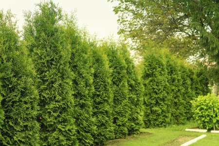 Western thuja emerald green hedge, evergreen trees planted abreast make dense natural wall. Landscape design concept
