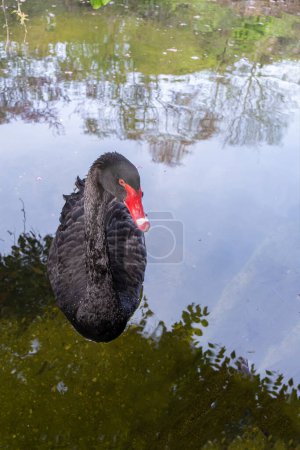 Photo for Black swan with a red beak and red eye, swimming peacefully in a pond, vertical - Royalty Free Image