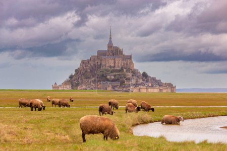 A flock of sheep grazes on the floodplains of Normandy near the city Avranches on a cloudy day. France.