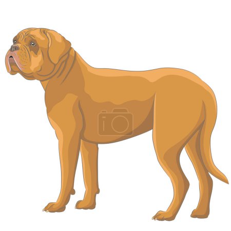 Téléchargez les illustrations : Big yellow Dogue de Bordeaux with a tail on a white background. Vector illustration. - en licence libre de droit