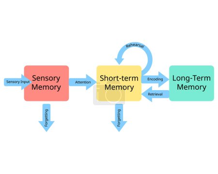 Ilustración de Tres etapas de la memoria desde la memoria sensorial hasta la memoria a corto plazo y la memoria a largo plazo - Imagen libre de derechos