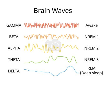 Schlafkreis mit Schlafstadium, um unterschiedliche Gehirnwellen jeder Stufe anzuzeigen