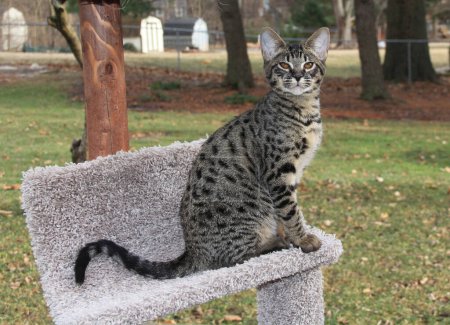 Savannah cat. Beautiful spotted and striped Serval Savannah kitten with orange eyes and a black nose on a cat tree outside.