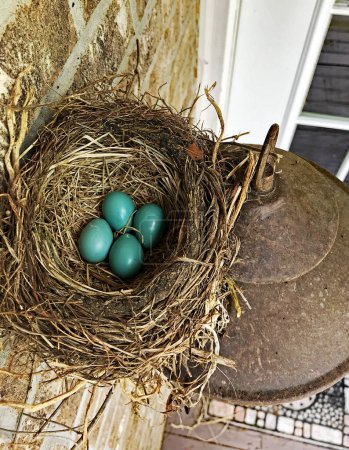 Photo for A nest of blue robins eggs, above a light fixture, under the eave,  outside, on the deck of a brick home in Michigan, USA. - Royalty Free Image