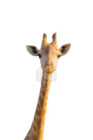 Gros plan de la tête de la girafe femelle comme il regarde au loin avec un fond blanc isolé.