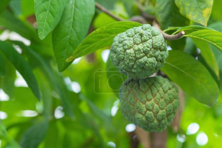 Custard apple ripens while still on the tree. custard apple or sugar apple is fruit whose flesh is white and has oval seeds. Flesh is sweet and delicious to eat is commonly found in tropical countries