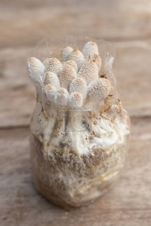 Mushrooms are Growing on cultivation plastic bags has scientific name Coprinus fimetarrius high protein in the mushroom family Basidiomycetes.