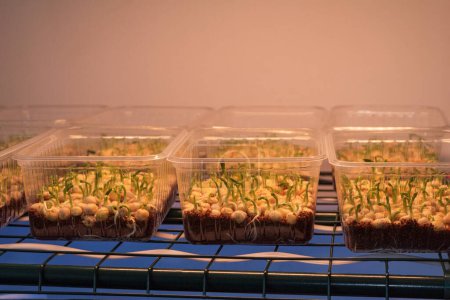 Foto de Los brotes microverdes germinan en una caja de plástico, iluminada por una lámpara. Los estantes con brotes de guisante y microgreens se cultivan bajo iluminación artificial. Concepto de alimentación saludable - Imagen libre de derechos
