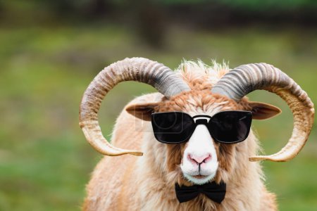 Foto de Un carnero con gafas de sol y una corbata. Retrato alegre de un carnero en gafas, Copiar espacio - Imagen libre de derechos