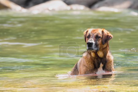 Foto de Un hermoso perro se sienta en la orilla del río. El perro nada en agua clara y azul. Fondo con espacio de copia. - Imagen libre de derechos