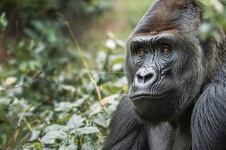 Portrait d'un gorille mâle, gros plan. Gorille mâle dans des conditions naturelles. Le gorille regarde dans la caméra. Arrière plan avec espace de copie