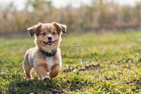 Little puppy in the park. Dog close-up. A small happy dog is playing in the backyard, in the summer park. Copy space