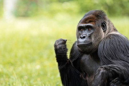 Retrato de un gorila macho, primer plano. Gorila macho en condiciones naturales. El gorila mira a la cámara. Fondo con espacio de copia