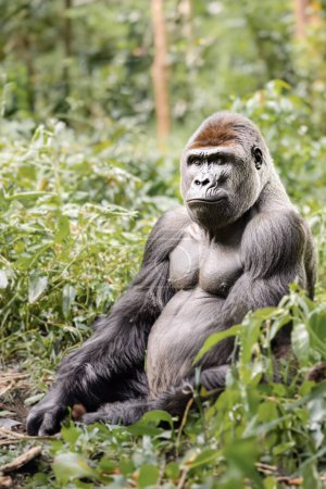 Vertikales Porträt eines männlichen Gorillas in Großaufnahme. Hintergrund mit Kopierraum. Alpha-Männchen. Kopierraum