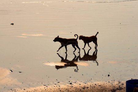Photo for Mumbai, India: Stray dogs at Uttan Beach. - Royalty Free Image