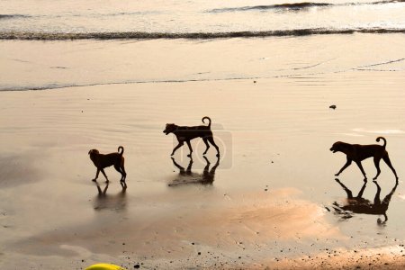 Photo for Mumbai, India: Stray dogs at Uttan Beach. - Royalty Free Image