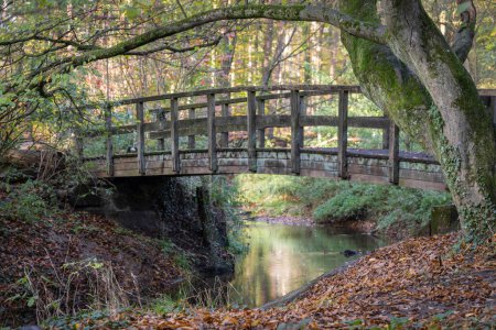 Téléchargez les photos : Pont en bois sur un ruisseau dans une forêt d'automne à l'est des Pays-Bas - en image libre de droit