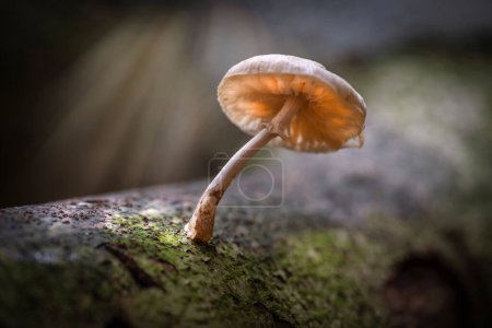 Mushroom on a fallen tree in the autumn sun in a forrest in the east of the Netherlands