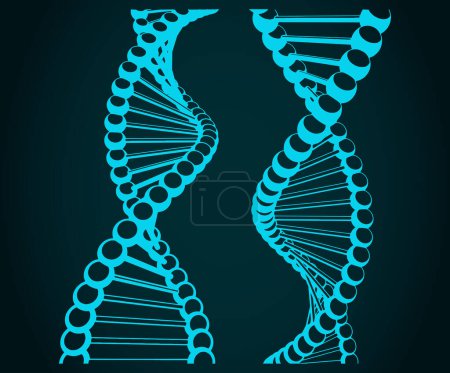 Téléchargez les illustrations : Illustration vectorielle stylisée des chaînes ADN - en licence libre de droit