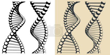 Ilustración de Ilustraciones vectoriales estilizadas de cadenas de ADN - Imagen libre de derechos
