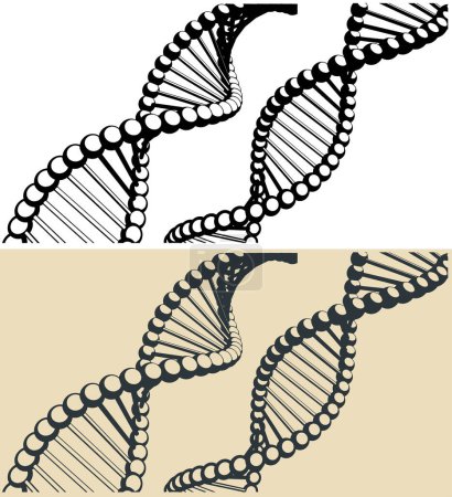 Ilustración de Ilustraciones vectoriales estilizadas de cadenas de ADN - Imagen libre de derechos