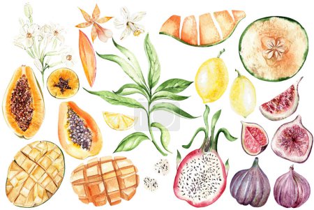 Téléchargez les photos : Set de fruits tropicaux, papaua, melon, citron, figue, mangue, aquarelle illustration - en image libre de droit