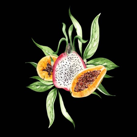 Téléchargez les photos : Aquarelle papaye et fruits du dragon sur fond noir. Illustration - en image libre de droit