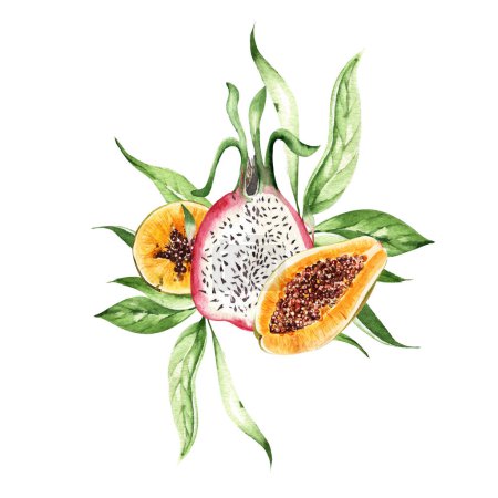Téléchargez les photos : Watercolor papaya and dragon fruits  on white background. Illustration - en image libre de droit