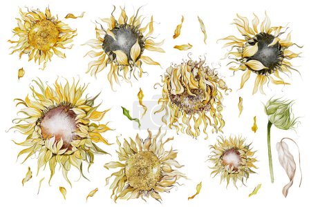 Téléchargez les photos : Tournesols isolés sur fond blanc, aquarelle illustration botanique, dessin à la main, set fleurs et feuilles - en image libre de droit