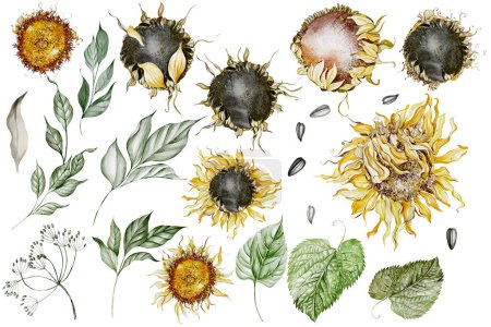 Téléchargez les photos : Tournesols isolés sur fond blanc, aquarelle illustration botanique, dessin à la main, set fleurs et feuilles - en image libre de droit