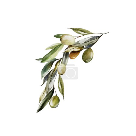 Photo for Watercolor branch with olives and green leaves. Illustration - Royalty Free Image
