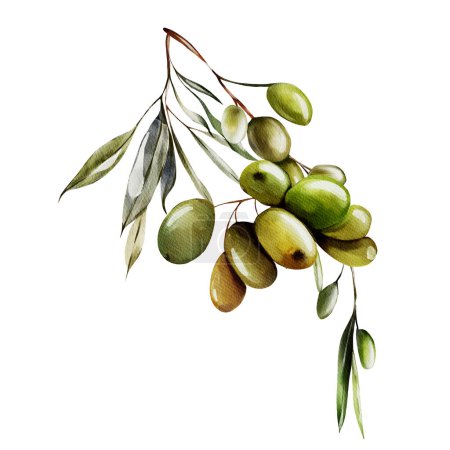 Téléchargez les photos : Branche aquarelle avec olives et feuilles vertes. Illustration - en image libre de droit