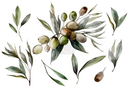 Photo for Watercolor set with olive berries and green leaves. Illustration - Royalty Free Image