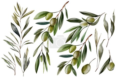 Foto de Acuarela con bayas de oliva y hojas verdes. Ilustración - Imagen libre de derechos