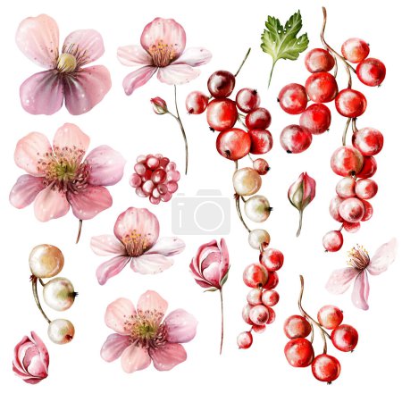 Photo for Watercolor set of elements of flowers and fruit berries with green leaves. Illustration - Royalty Free Image