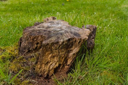 an old tree stump in the garden
