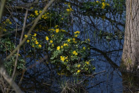 Blooming marsh marigolds (Caltha palustris) with yellow flowers in spring, dark blue water in a forest lake, beauty in nature, environmental protection concept, selected focus